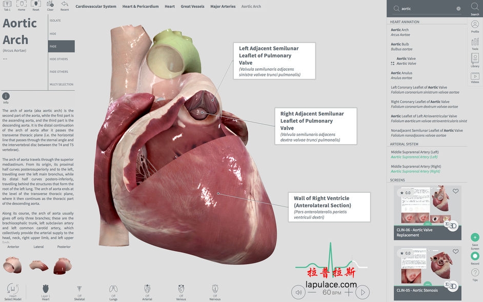 Complete Heart for Mac 1.2 3D心脏解剖图 破解版下载